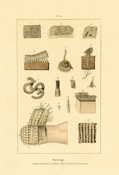 Menneskeskind, 1833-39 af French School